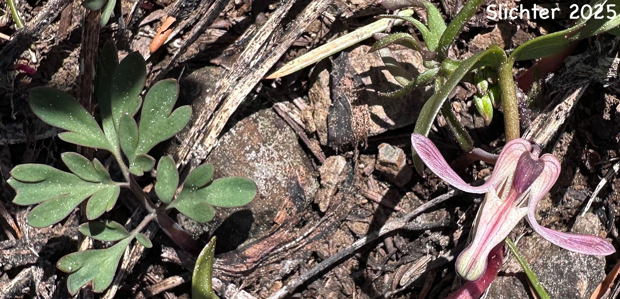 Longhorn Steer's-head, Long-horn Steer's-head, One-flowered Dicentra, Steer's Head: Dicentra uniflora
