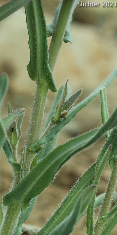 Brewer's Rockcress: Boechera breweri ssp. breweri (Synonym: Arabis breweri var. breweri)