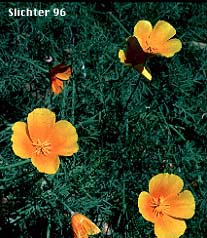 California Poppy, Golden Poppy: Eschscholzia californica ssp. californica (Synonyms: Eschscholzia californica, Eschscholtzia californica, Eschscholzia californica var. crocea, Eschscholzia californica var. douglasii, Eschscholzia californica var. maritima, Eschscholzia californica var. peninsularis, Eschscholzia procera)