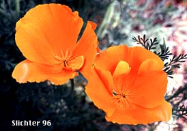 California Poppy: Eschscholzia californica