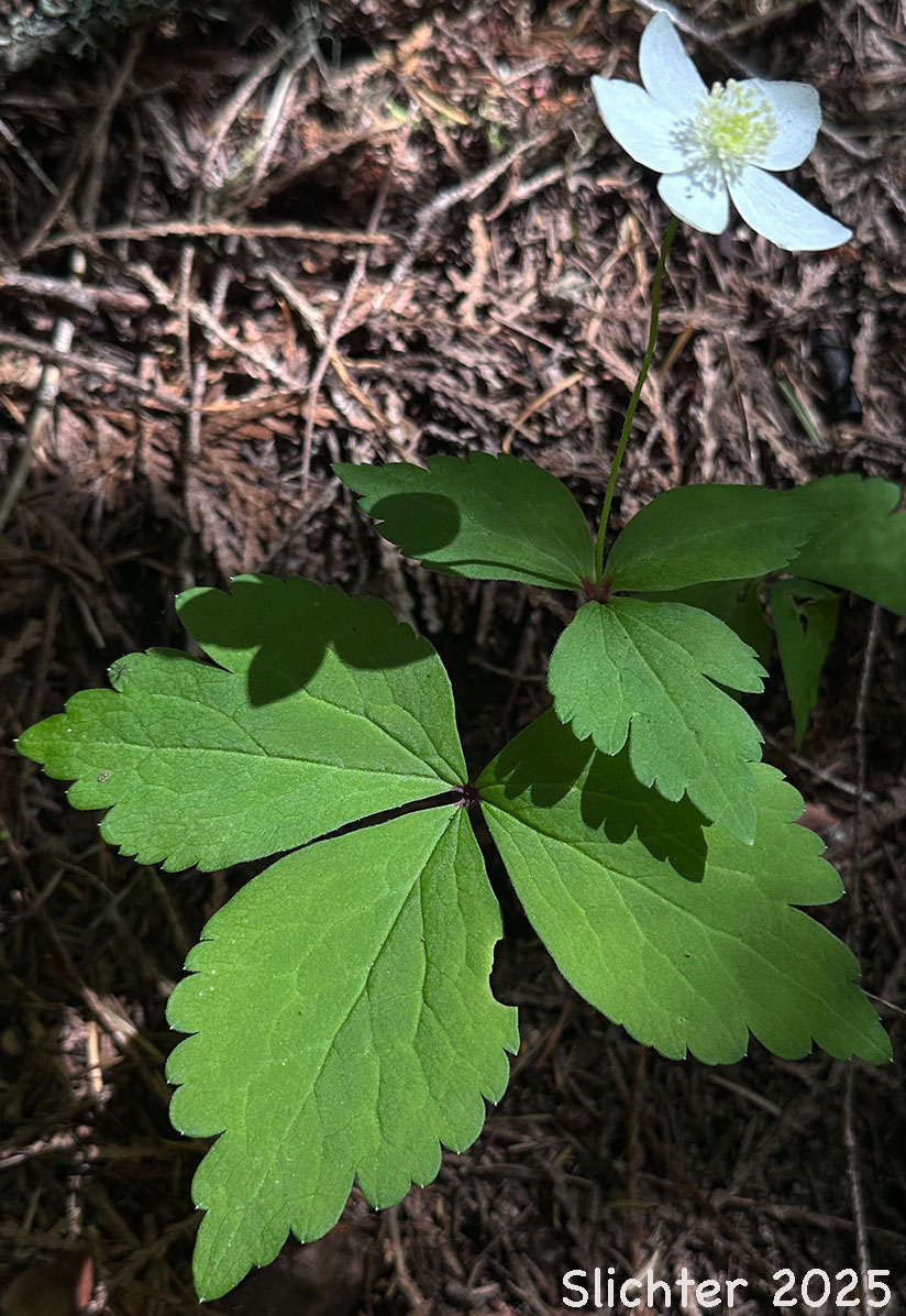Columbia Windflower, Columbian Windflower, Threeleaf Anemone, Three-leaf Anemone, Three-leaved Anemone, Western White Anemone: Anemone deltoidea