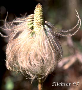 Seed head of Mountain Pasqueflower, Western Anemone, Western Pasqueflower, White Pasqueflower: Anemone occidentalis (Synonyms: Anemone occidentalis var. subpilosa, Pulsatilla occidentalis)