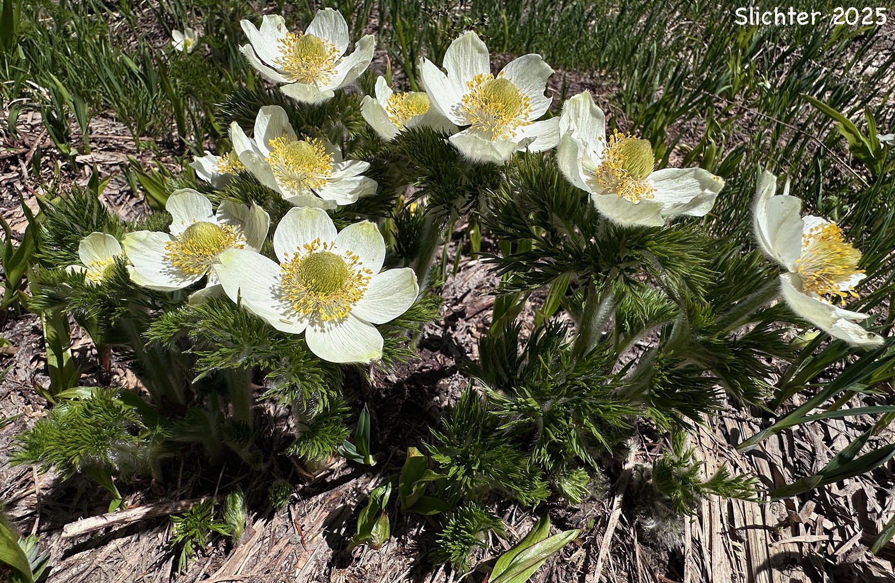 Mountain Pasqueflower, Western Anemone, Western Pasqueflower, White Pasqueflower: Anemone occidentalis (Synonyms: Anemone occidentalis var. subpilosa, Pulsatilla occidentalis)