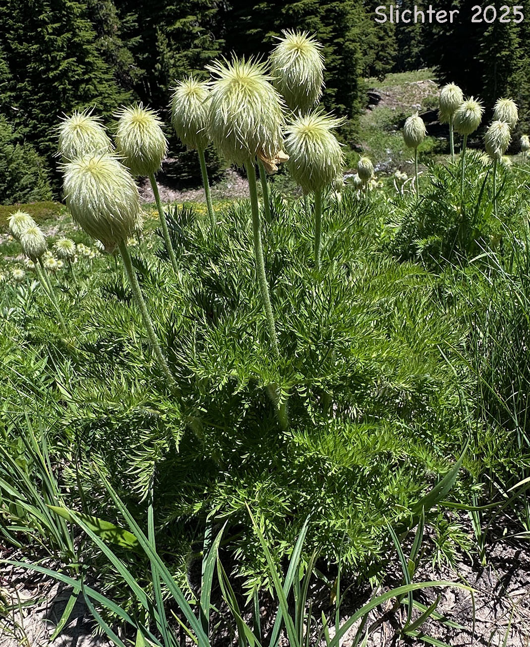 Fluffy fruits of Mountain Pasqueflower, Western Anemone, Western Pasqueflower, White Pasqueflower: Anemone occidentalis (Synonyms: Anemone occidentalis var. subpilosa, Pulsatilla occidentalis)