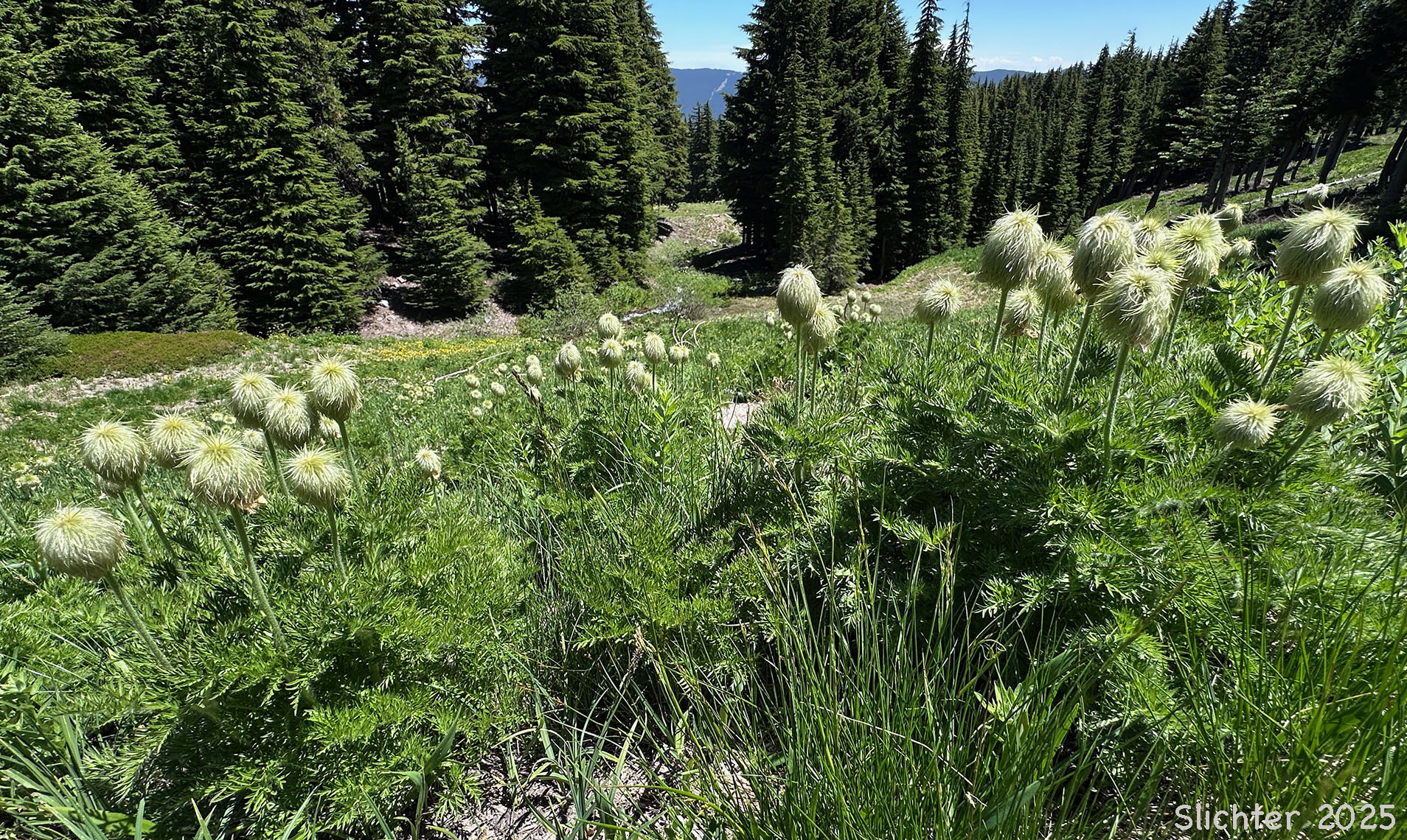 Mountain Pasqueflower, Western Anemone, Western Pasqueflower, White Pasqueflower: Anemone occidentalis (Synonyms: Anemone occidentalis var. subpilosa, Pulsatilla occidentalis)