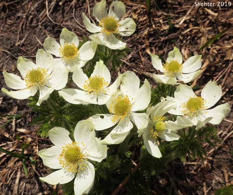 Mountain Pasqueflower, Western Anemone, Western Pasqueflower, White Pasqueflower: Anemone occidentalis (Synonyms: Anemone occidentalis var. subpilosa, Pulsatilla occidentalis)