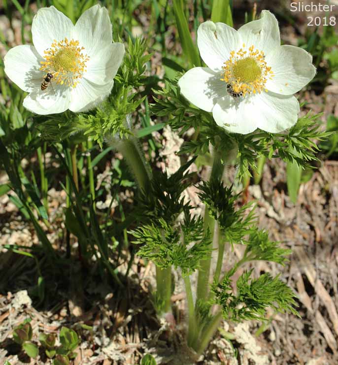 Mountain Pasqueflower, Western Anemone, Western Pasqueflower, White Pasqueflower: Anemone occidentalis (Synonyms: Anemone occidentalis var. subpilosa, Pulsatilla occidentalis)