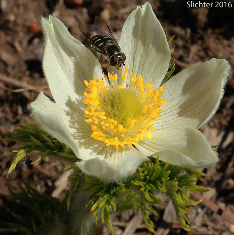 Flower of Mountain Pasqueflower, Western Anemone, Western Pasqueflower, White Pasqueflower: Anemone occidentalis (Synonyms: Anemone occidentalis var. subpilosa, Pulsatilla occidentalis)