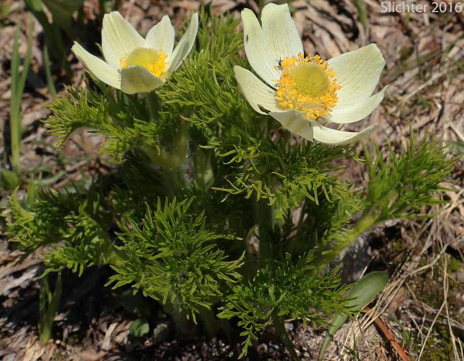 Mountain Pasque Flower, Western Pasqueflower: Anemone occidentalis (Synonyms: Anemone occidentalis var. subpilosa, Pulsatilla occidentalis)