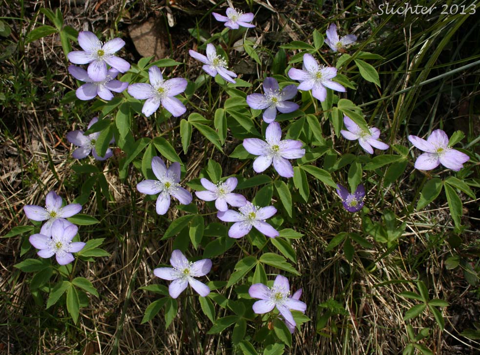 Blue Windflower, Oregon Windflower, Western Wood Anemone: Anemone oregana var. oregana (Synonyms: Anemone adamsiana, Anemone quinquefolia, Anemone quinquefolia var. oregana)