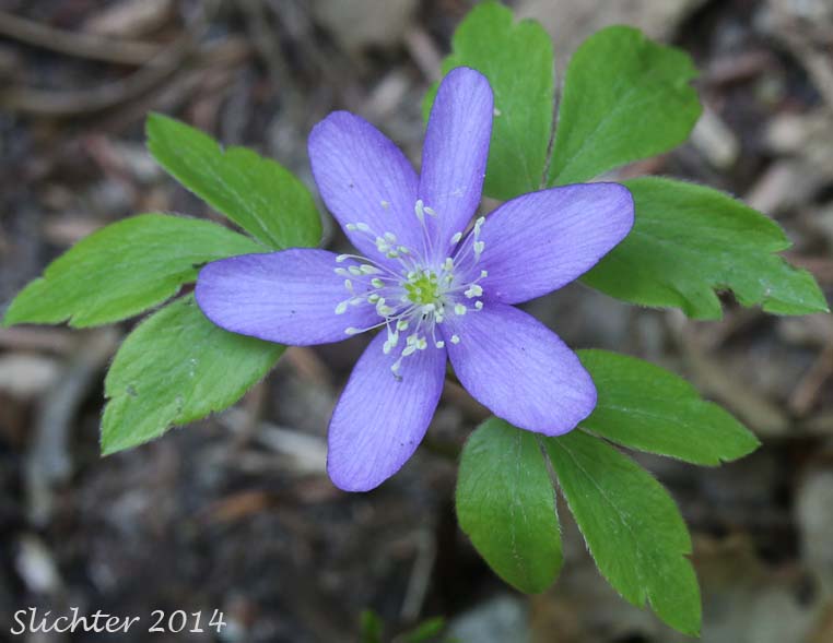 Blue Windflower, Oregon Windflower, Western Wood Anemone: Anemone oregana var. oregana (Synonyms: Anemone adamsiana, Anemone quinquefolia, Anemone quinquefolia var. oregana)