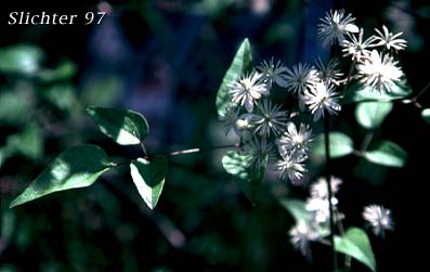 Western Clematis, Western White Clematis, Western Virgin's Bower: Clematis ligusticifolia (Synonyms: Clematis ligusticifolia var. brevifolia, Clematis ligusticifolia var. ligusticifolia, Clematis neomexicana, Clematis suksdorfii)