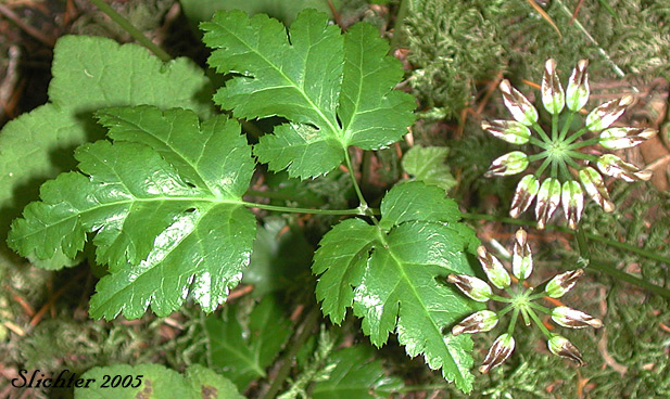 Oregon Goldthread, Cutleaf Goldthread: Coptis laciniata