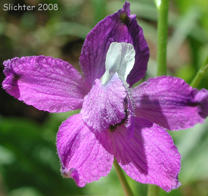 Flower of Delphinium menziesii