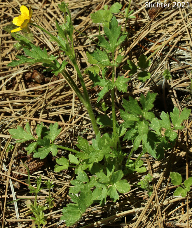 Straightbeak Buttercup, Bird's Foot Buttercup: Ranunculus orthorhynchus var. orthorhynchus (Synonyms: Ranunculus orthorhynchus ssp. alaschensis, Ranunculus orthorhynchus var. alaschensis, Ranunculus orthorhynchus var. hallii) 
