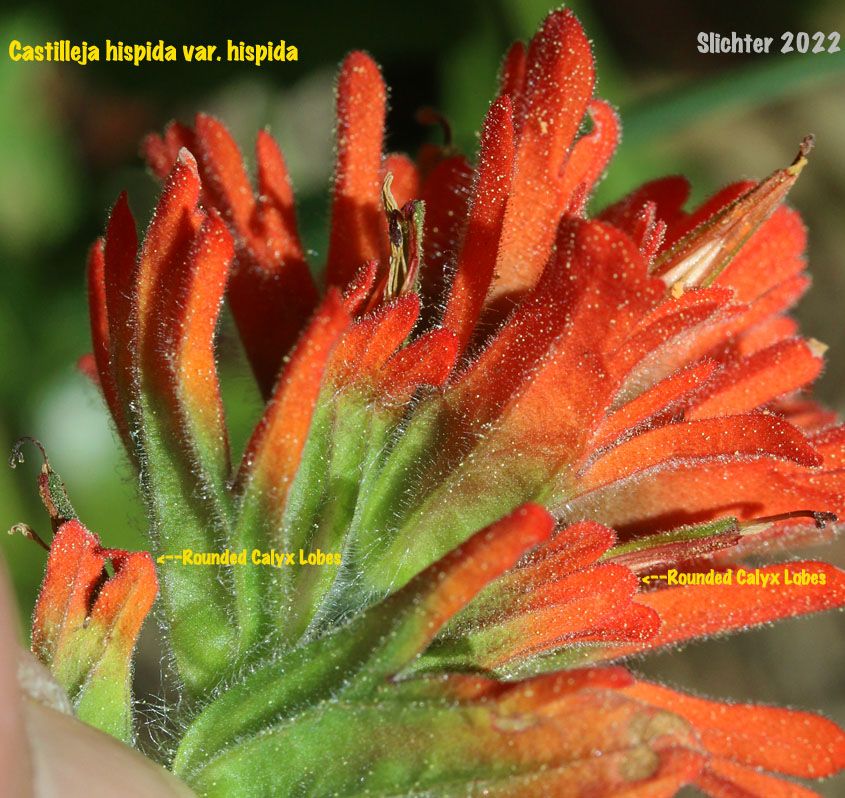 Harsh Paintbrush, Harsh Indian Paintbrush: Castilleja hispida var. hispida (Synonyms: Castilleja angustifolia var. abbreviata, Castilleja angustifolia,var. hispida, Castilleja hispida ssp. abbreviata, Castilleja hispida ssp. hispida)