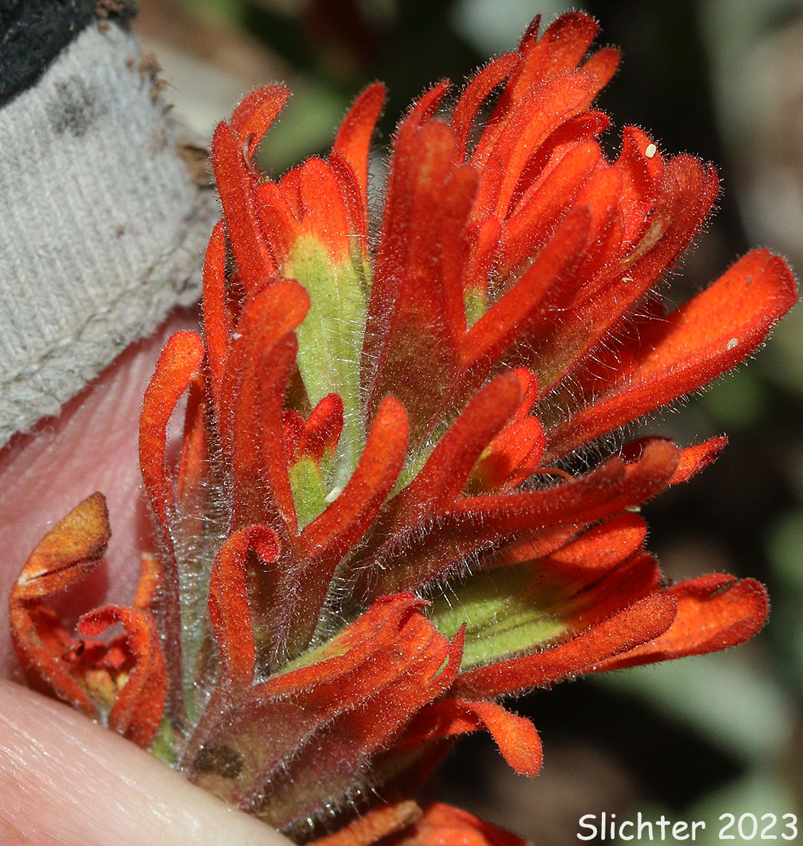 Harsh Paintbrush, Harsh Indian Paintbrush: Castilleja hispida var. hispida (Synonyms: Castilleja angustifolia var. abbreviata, Castilleja angustifolia,var. hispida, Castilleja hispida ssp. abbreviata, Castilleja hispida ssp. hispida)