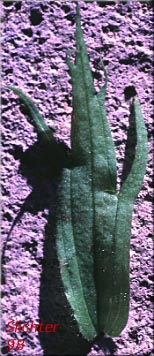 Stem leaf of Bog Paintbrush, Suksdorf's Paintbrush, Suksdorf's Indian Paintbrush: Castilleja suksdorfii