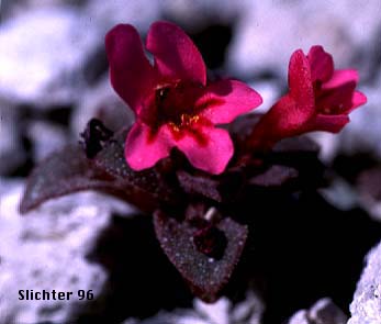 Dwarf Purple Monkeyflower: Mimulus nanus var. nanus