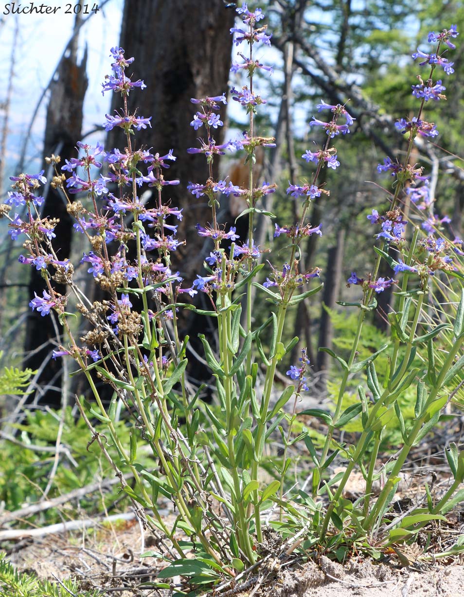 Sulfur Penstemon, Taper-leaved Penstemon: Penstemon attenuatus var. attenuatus (Synonym: Penstemon attenuatus ssp. attenuatus)