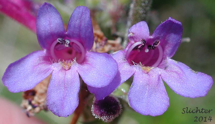 Frontal corolla views of Sulfur Penstemon, Taper-leaved Penstemon: Penstemon attenuatus var. attenuatus (Synonym: Penstemon attenuatus ssp. attenuatus)
