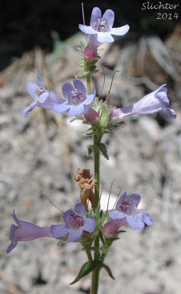 Inflorescence of Sulfur Penstemon, Taper-leaved Penstemon: Penstemon attenuatus var. attenuatus (Synonym: Penstemon attenuatus ssp. attenuatus)