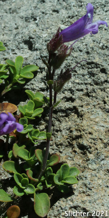 Davidson's Penstemon, Davidson's Beardtongue: Penstemon davidsonii var. davidsonii (Synonyms: Penstemon menziesii ssp. davidsonii, Penstemon menziesii ssp. thompsonii)