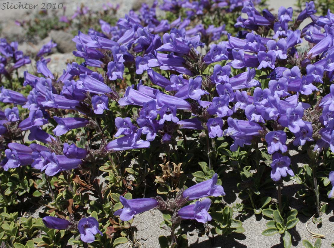 Davidson's Penstemon, Davidson's Beardtongue: Penstemon davidsonii var. davidsonii (Synonyms: Penstemon menziesii ssp. davidsonii, Penstemon menziesii ssp. thompsonii)
