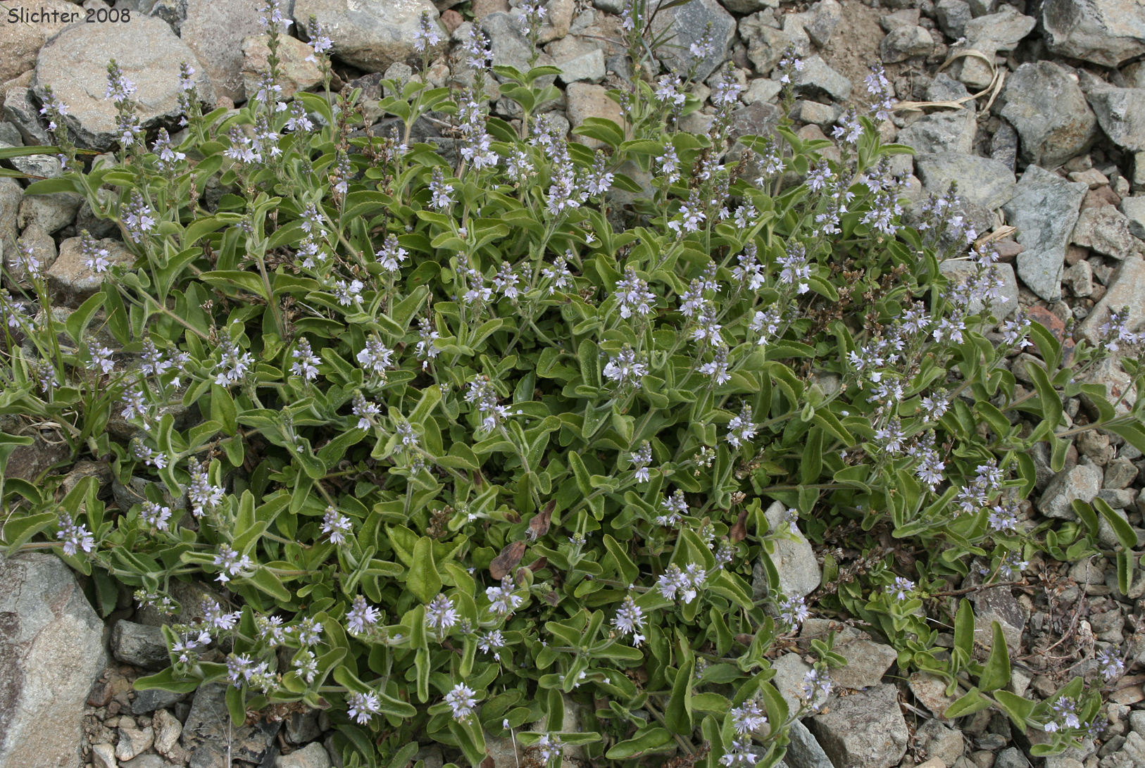 Common Speedwell: Veronica officinalis