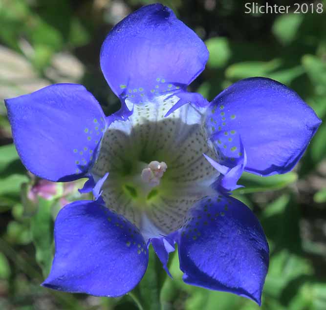 Explorer's Gentian, Mountain Bog Gentian, Rainier Pleated Gentian: Gentiana calycosa (Synonyms: Gentiana calycosa ssp. calycosa, Gentiana calycosa ssp. obtusiloba, Gentiana calycosa ssp. xantha, Gentiana calycosa var. calycosa, Gentiana calycosa var. obtusiloba, Gentiana calycosa var. xantha, Pneumonanthe calycosa)