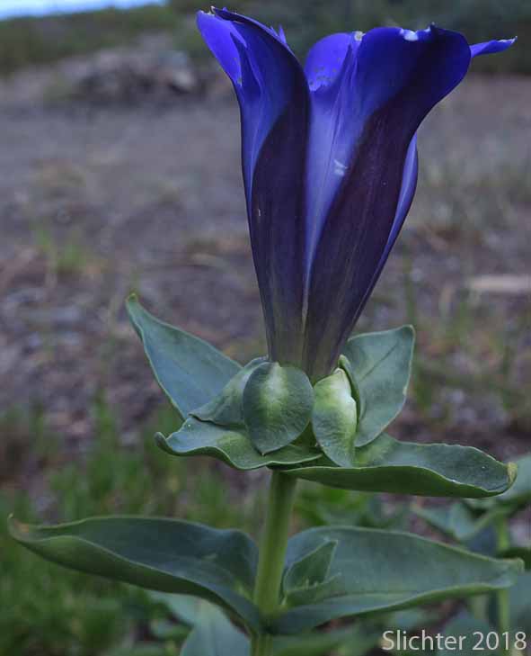 Explorer's Gentian, Mountain Bog Gentian, Rainier Pleated Gentian: Gentiana calycosa (Synonyms: Gentiana calycosa ssp. calycosa, Gentiana calycosa ssp. obtusiloba, Gentiana calycosa ssp. xantha, Gentiana calycosa var. calycosa, Gentiana calycosa var. obtusiloba, Gentiana calycosa var. xantha, Pneumonanthe calycosa)