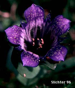 Explorer's Gentian: Gentiana calycosa var. calycosa (Synonyms: Gentiana calycosa ssp. calycosa, Gentiana calycosa ssp. obtusiloba, Gentiana calycosa ssp. xantha, Gentiana calycosa var. calycosa, Gentiana calycosa var. obtusiloba, Gentiana calycosa var. xantha, Pneumonanthe calycosa)