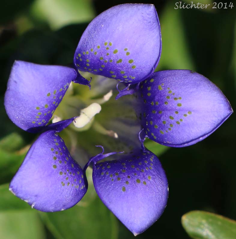 Explorer's Gentian, Mountain Bog Gentian, Rainier Pleated Gentian: Gentiana calycosa (Synonyms: Gentiana calycosa ssp. calycosa, Gentiana calycosa ssp. obtusiloba, Gentiana calycosa ssp. xantha, Gentiana calycosa var. calycosa, Gentiana calycosa var. obtusiloba, Gentiana calycosa var. xantha, Pneumonanthe calycosa)
