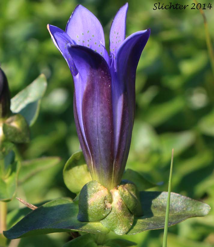 Explorer's Gentian, Mountain Bog Gentian, Rainier Pleated Gentian: Gentiana calycosa (Synonyms: Gentiana calycosa ssp. calycosa, Gentiana calycosa ssp. obtusiloba, Gentiana calycosa ssp. xantha, Gentiana calycosa var. calycosa, Gentiana calycosa var. obtusiloba, Gentiana calycosa var. xantha, Pneumonanthe calycosa)