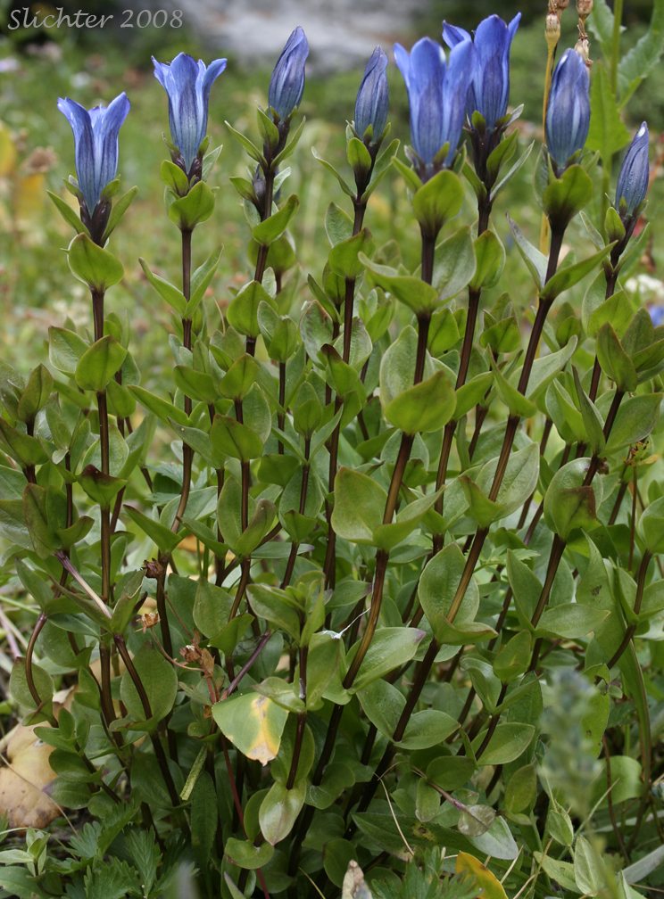 Explorer's Gentian, Mountain Bog Gentian, Rainier Pleated Gentian: Gentiana calycosa var. calycosa (Synonyms: Gentiana calycosa ssp. calycosa, Gentiana calycosa ssp. obtusiloba, Gentiana calycosa ssp. xantha, Gentiana calycosa var. calycosa, Gentiana calycosa var. obtusiloba, Gentiana calycosa var. xantha, Pneumonanthe calycosa)