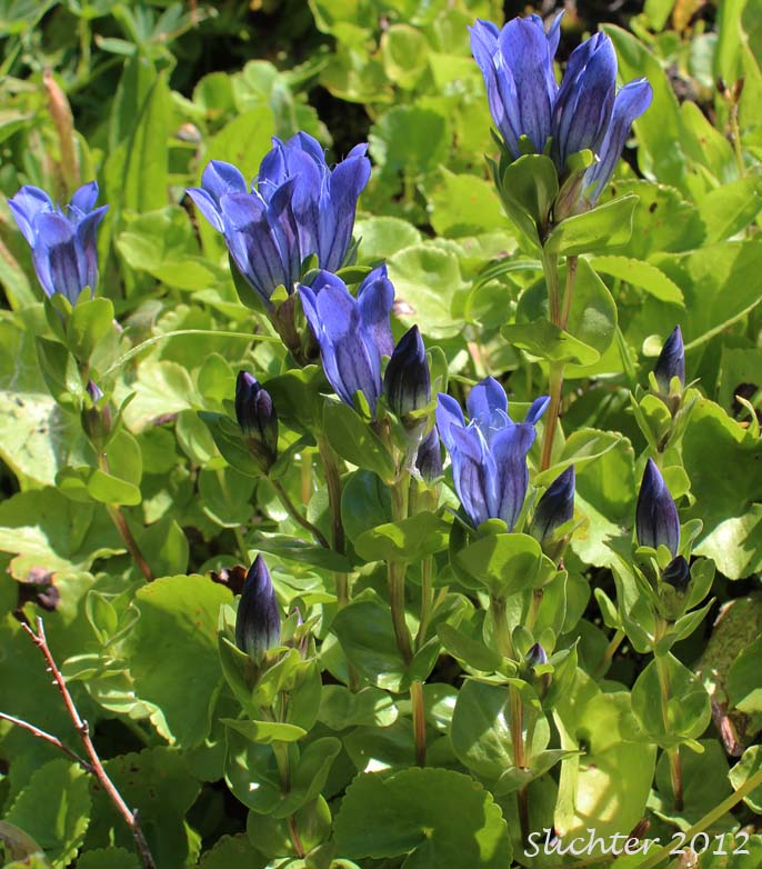 Explorer's Gentian, Mountain Bog Gentian, Rainier Pleated Gentian: Gentiana calycosa var. calycosa (Synonyms: Gentiana calycosa ssp. calycosa, Gentiana calycosa ssp. obtusiloba, Gentiana calycosa ssp. xantha, Gentiana calycosa var. calycosa, Gentiana calycosa var. obtusiloba, Gentiana calycosa var. xantha, Pneumonanthe calycosa)