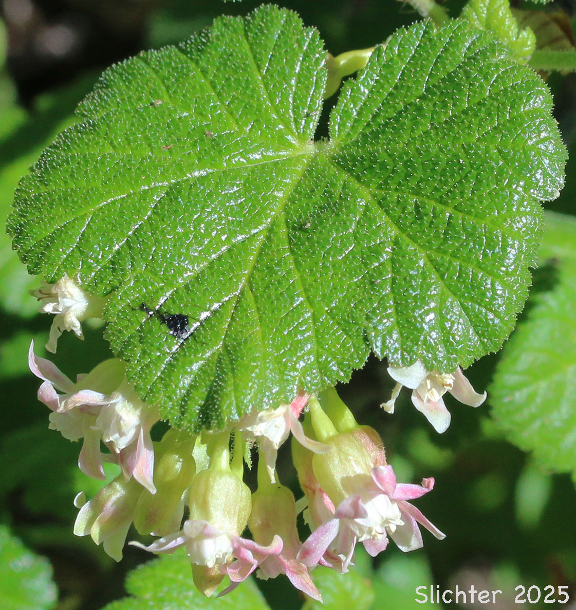 Flowers and leaf of Sticky Currant: Ribes viscosissimum (Synonyms: Ribes viscosissimum var. hallii, Ribes viscosissimum var. viscosissimum)