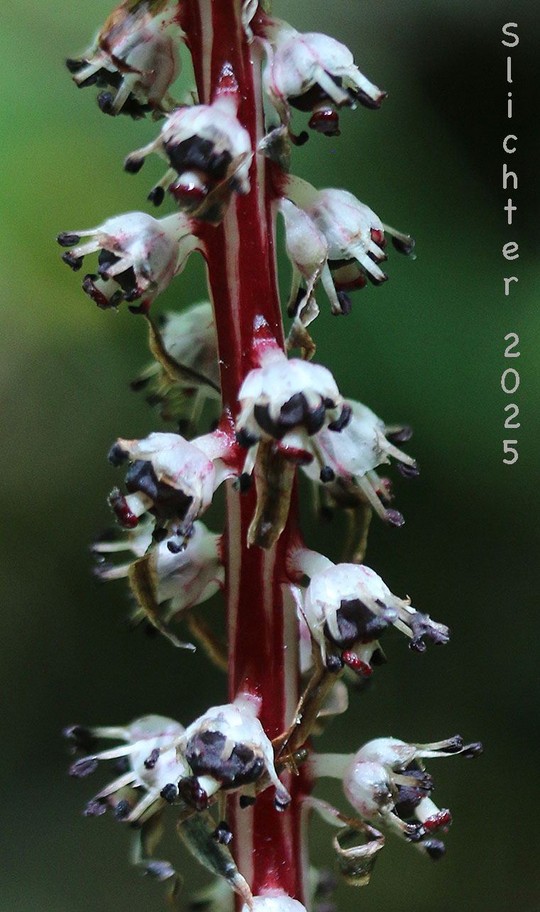 Flowers of Candy Stick, Sugarstick, Sugar Stick: Allotropa virgata