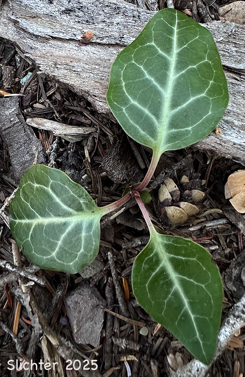 Leaves of Nootka Wintergreen, Shinleaf, White Pyrola, Toothleaf Pyrola, White-vein Pyrola, White-vein Shinleaf, Whiteveined Wintergreen, White-veined Wintergreen: Pyrola picta (Synonyms: Pyrola aphylla, Pyrola aphylla var. leptosepala, Pyrola aphylla var. paucifolia, Pyrola blanda, Pyrola conardiana, Pyrola dentata, Pyrola dentata var. apophylla, Pyrola dentata var. integra, Pyrola pallida, Pyrola paradoxa, Pyrola picta ssp. dentata, Pyrola picta ssp. integra, Pyrola picta ssp. pallida, Pyrola picta var. aphylla, Pyrola picta var. dentata, Pyrola picta var. picta, Pyrola septentrionalis, Pyrola sparsifolia)