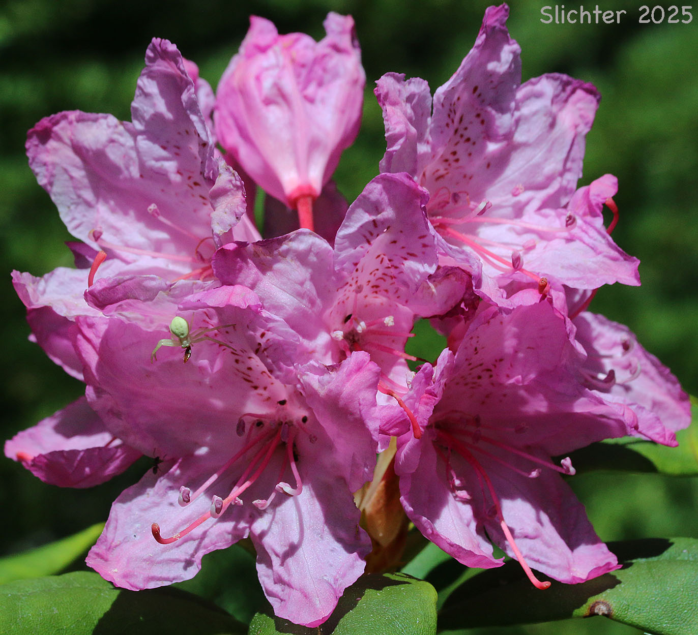 Pacific Rhododendron, California Rhododendron, Western Rhododendron: Rhododendron macrophyllum (Synonym: Rhododendron californicum)