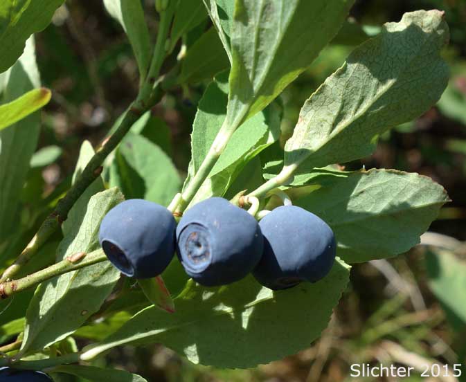 Berries of Blueleaf Huckleberry, Blue-leaved Huckleberry, Cascade Bilberry, Cascade Blueberry, Cascade Huckleberry, Rainier Blueberry: Vaccinium deliciosum