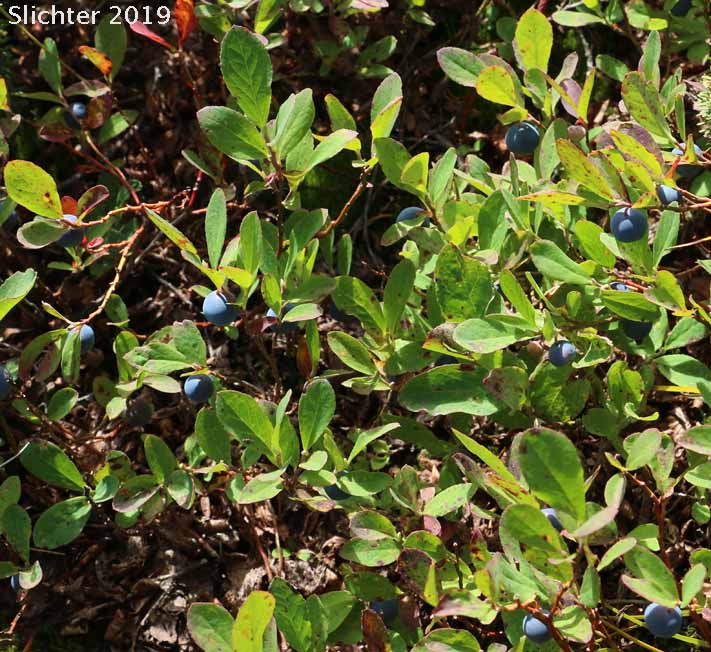Mature fruits and bluish leaves of Blueleaf Huckleberry, Blue-leaved Huckleberry, Cascade Bilberry, Cascade Blueberry, Cascade Huckleberry, Rainier Blueberry: Vaccinium deliciosum