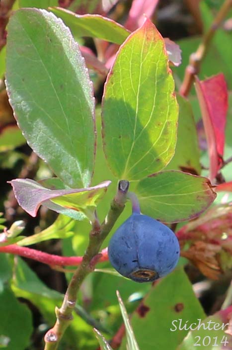 Blueleaf Huckleberry, Blue-leaved Huckleberry, Cascade Bilberry, Cascade Blueberry, Cascade Huckleberry, Rainier Blueberry: Vaccinium deliciosum