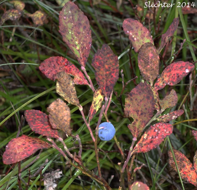 Blueleaf Huckleberry, Blue-leaved Huckleberry, Cascade Bilberry, Cascade Blueberry, Cascade Huckleberry, Rainier Blueberry: Vaccinium deliciosum