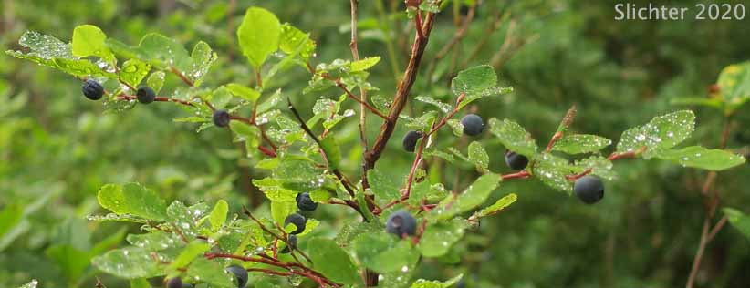 Alaska Blueberry, Early Blueberry, Oval-leaf Blueberry, Oval-leaf Huckleberry: Vaccinium ovalifolium (Synonyms: Vaccinium alaskaense, Vaccinium alaskense)