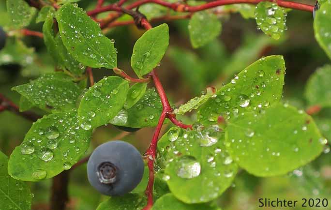 Alaska Blueberry, Early Blueberry, Oval-leaf Blueberry, Oval-leaf Huckleberry: Vaccinium ovalifolium (Synonyms: Vaccinium alaskaense, Vaccinium alaskense)