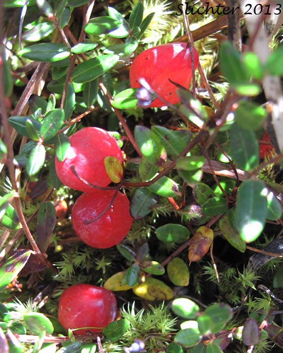 Wild Cranberry, Swamp Cranberry, Small Cranberry: Vaccinium oxycoccos (Synonyms: Oxycoccus hagerupii, Oxycoccus intermedius, Oxycoccus microcarpos, Oxycoccus ovalifolius, Oxycoccus oxycoccos, Oxycoccus palustris, Oxycoccus palustris ssp. microphyllus, Oxycoccus palustris var. intermedium, Oxycoccus palustris var. intermedius, Oxycoccus palustris var. ovalifolius, Oxycoccus quadripetalus, Oxycoccus quadripetalus var. microphyllus, Vaccinium microcarpos, Vaccinium oxycoccos ssp. microphyllum, Vaccinium oxycoccos var. intermedium, Vaccinium oxycoccos var. microphyllum, Vaccinium oxycoccos var. ovalifolium)