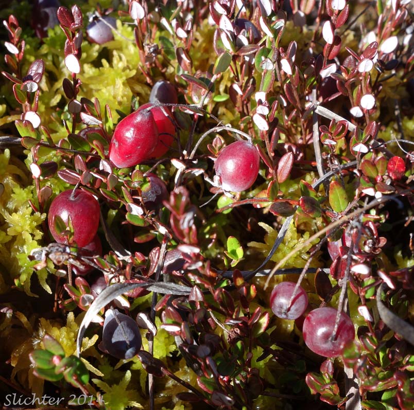 Wild Cranberry, Swamp Cranberry, Small Cranberry: Vaccinium oxycoccos (Synonyms: Oxycoccus hagerupii, Oxycoccus intermedius, Oxycoccus microcarpos, Oxycoccus ovalifolius, Oxycoccus oxycoccos, Oxycoccus palustris, Oxycoccus palustris ssp. microphyllus, Oxycoccus palustris var. intermedium, Oxycoccus palustris var. intermedius, Oxycoccus palustris var. ovalifolius, Oxycoccus quadripetalus, Oxycoccus quadripetalus var. microphyllus, Vaccinium microcarpos, Vaccinium oxycoccos ssp. microphyllum, Vaccinium oxycoccos var. intermedium, Vaccinium oxycoccos var. microphyllum, Vaccinium oxycoccos var. ovalifolium)