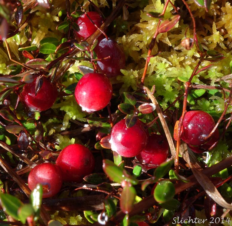 Wild Cranberry, Swamp Cranberry, Small Cranberry: Vaccinium oxycoccos (Synonyms: Oxycoccus hagerupii, Oxycoccus intermedius, Oxycoccus microcarpos, Oxycoccus ovalifolius, Oxycoccus oxycoccos, Oxycoccus palustris, Oxycoccus palustris ssp. microphyllus, Oxycoccus palustris var. intermedium, Oxycoccus palustris var. intermedius, Oxycoccus palustris var. ovalifolius, Oxycoccus quadripetalus, Oxycoccus quadripetalus var. microphyllus, Vaccinium microcarpos, Vaccinium oxycoccos ssp. microphyllum, Vaccinium oxycoccos var. intermedium, Vaccinium oxycoccos var. microphyllum, Vaccinium oxycoccos var. ovalifolium) 
