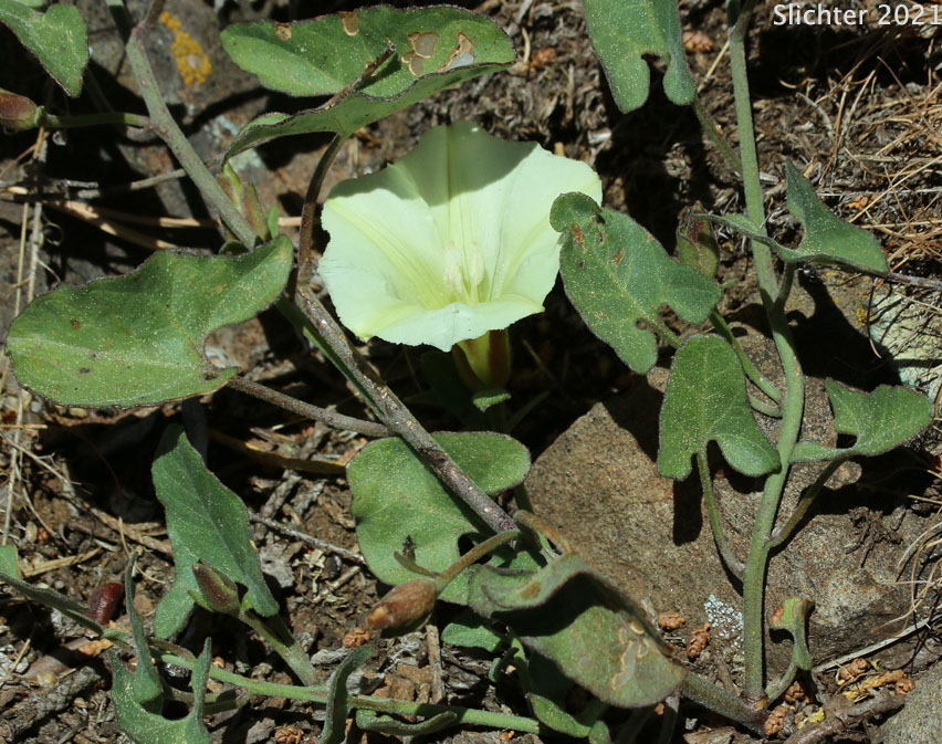 Pale Morning Glory: Calystegia occidentalis ssp. occidentalis (Synonyms: Convolvulus occidentalis ssp. fruticetorum, Convolvulus polymorphus, Calystegia polymorpha, Calystegia occidentalis var. occidentalis, Convolvulus occidentalis)